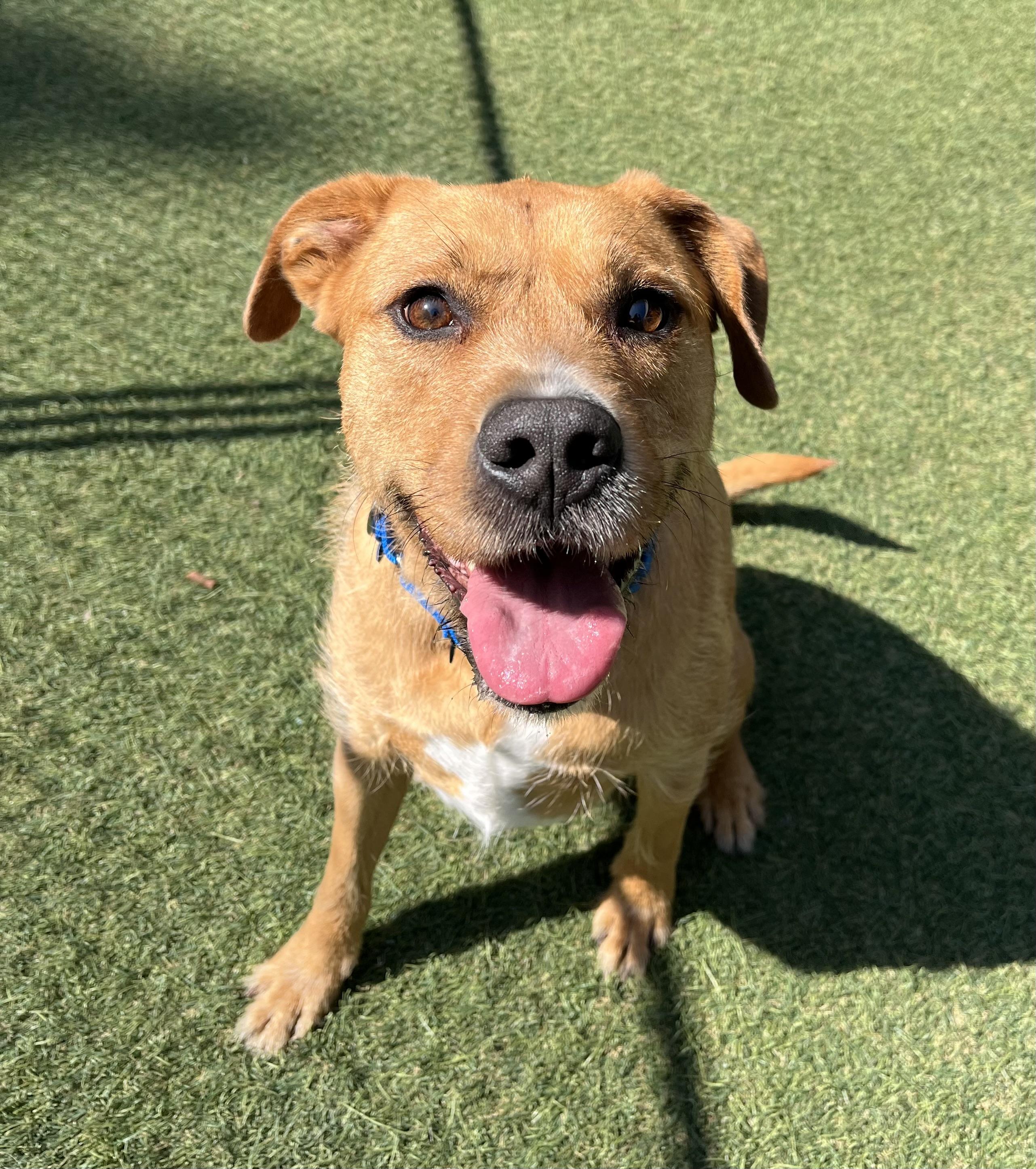 Zeus, a ADOPTABLE Mixed Breed in Sudbury, MA image 2/3