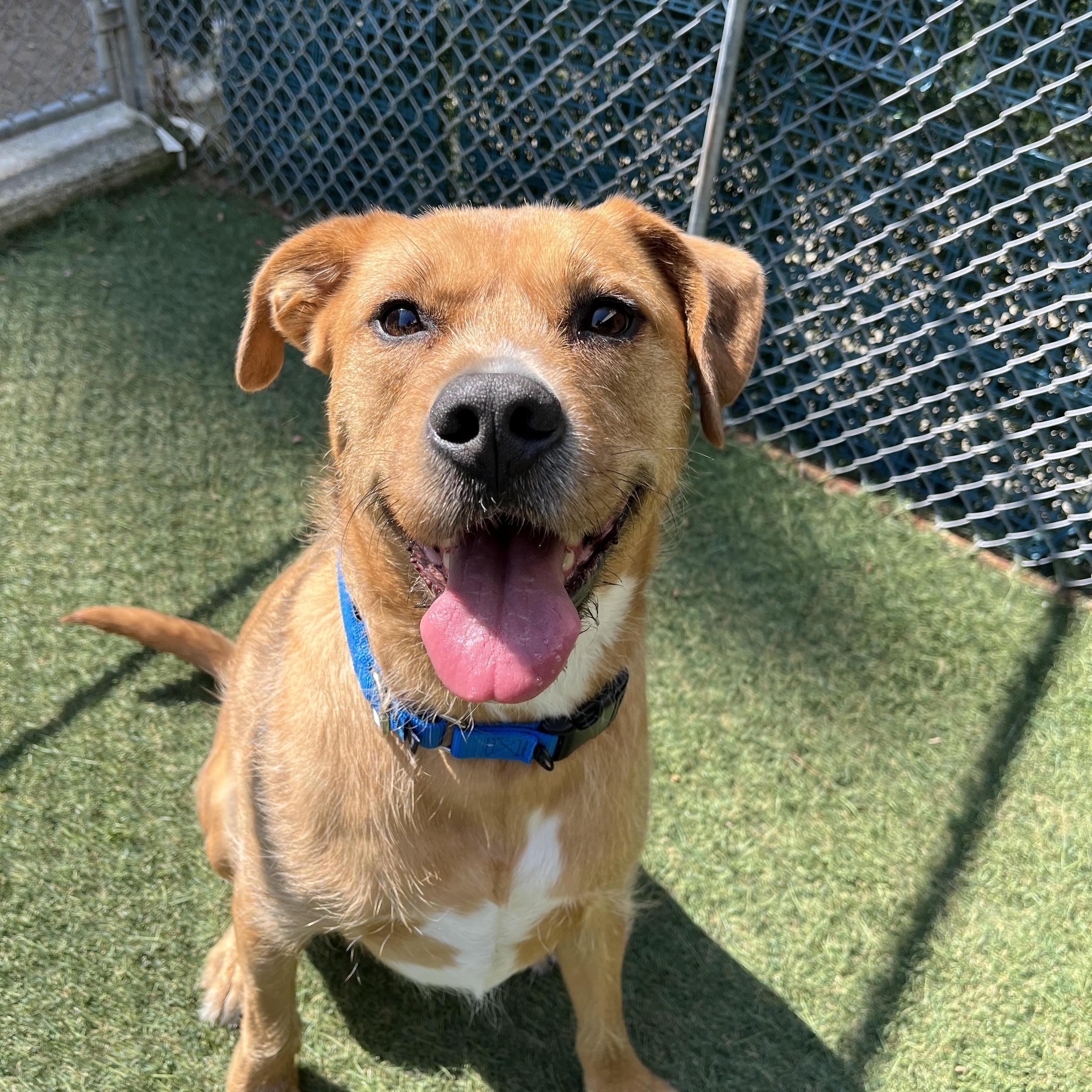 Zeus, a ADOPTABLE Mixed Breed in Sudbury, MA image 3/3