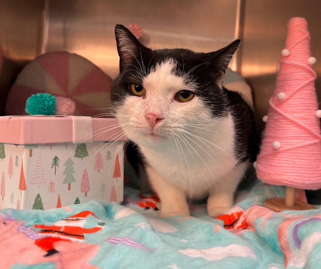 Dude, Adoptable, Adult Male Domestic Short Hair.