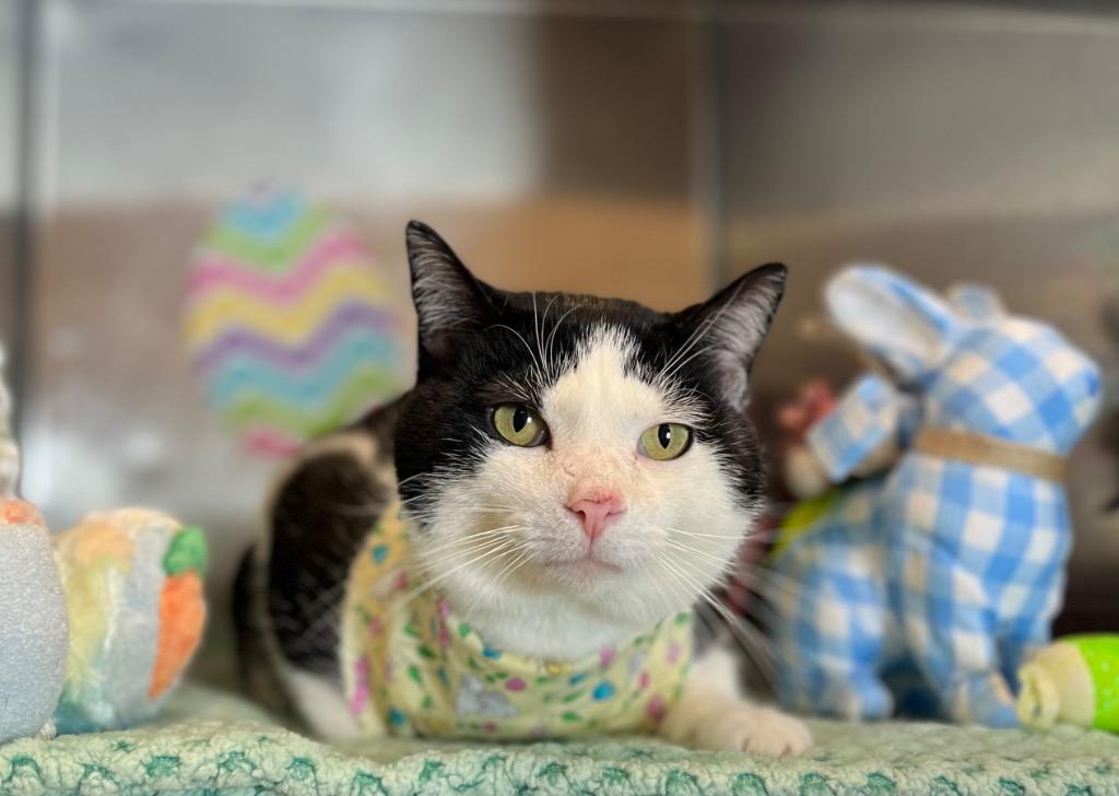 Dude, a Adoptable mixed breed in Lima, OH image 2/5