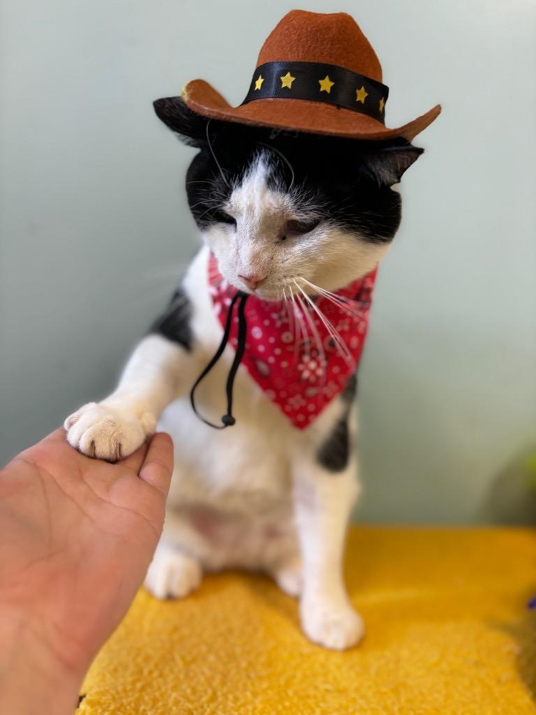 Dude, a Adoptable mixed breed in Lima, OH image 4/5