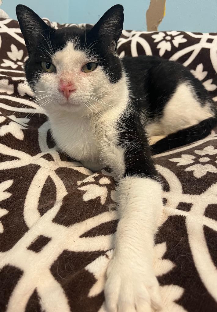 Enlarge Dude, a Adoptable mixed breed in Lima, OH image 2/4