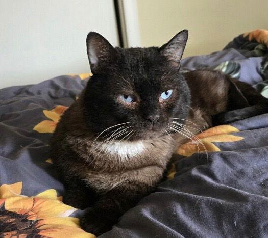 Boris, Adopted, Adult Male Munchkin & Siamese.