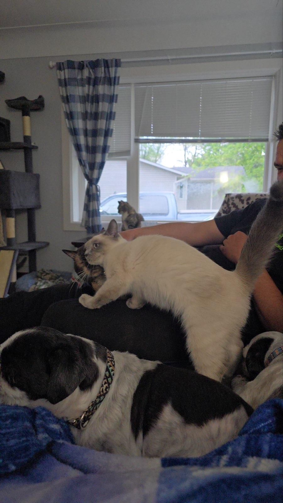 Enlarge Boris, a Adopted mixed breed in Forest Lake, MN image 3/3