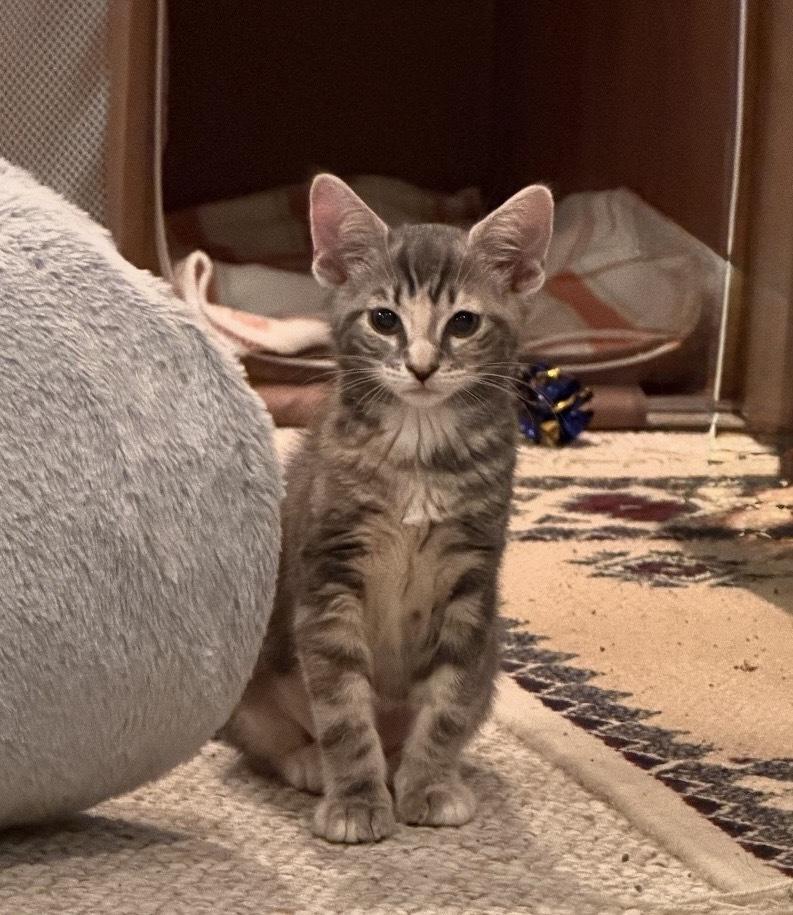 Rumours: Dreams, Adoptable, Kitten Female Tabby.