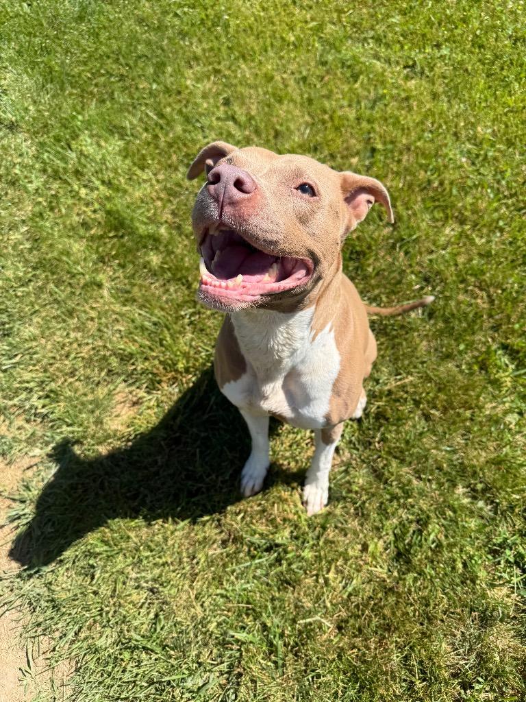 Enlarge Nova, a Adoptable Pit Bull Terrier in Lagrange, IN image 2/6