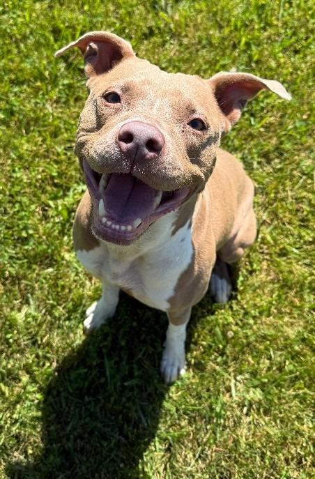 Enlarge Nova, a Adoptable Pit Bull Terrier in Lagrange, IN image 3/6