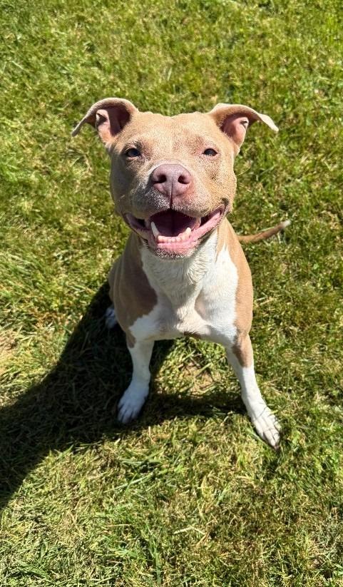 Enlarge Nova, a Adoptable Pit Bull Terrier in Lagrange, IN image 5/6