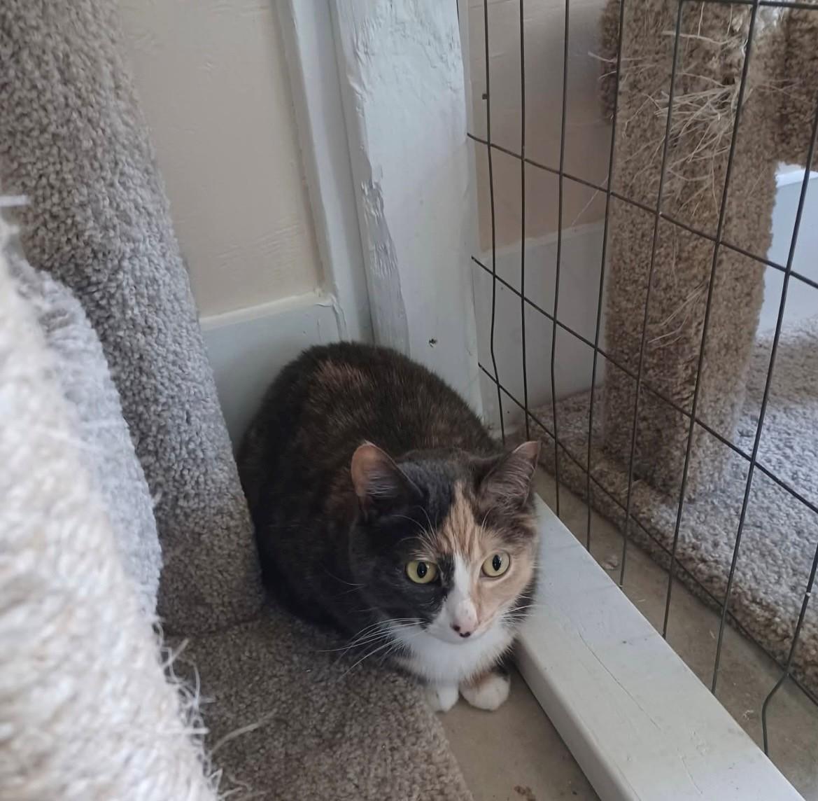 Kiran, Adoptable, Adult Female Dilute Calico.