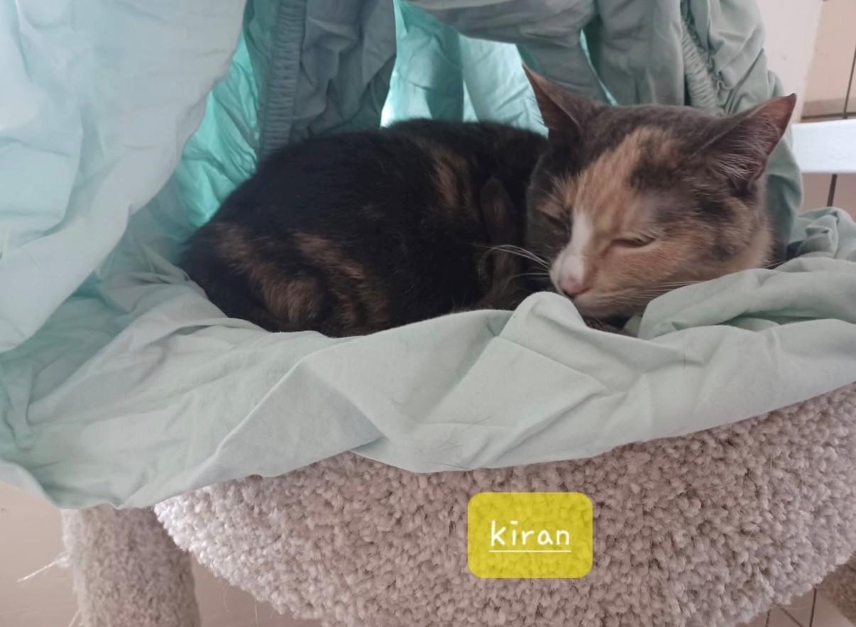Enlarge Kiran, a Adoptable Dilute Calico in Walworth, WI image 2/2