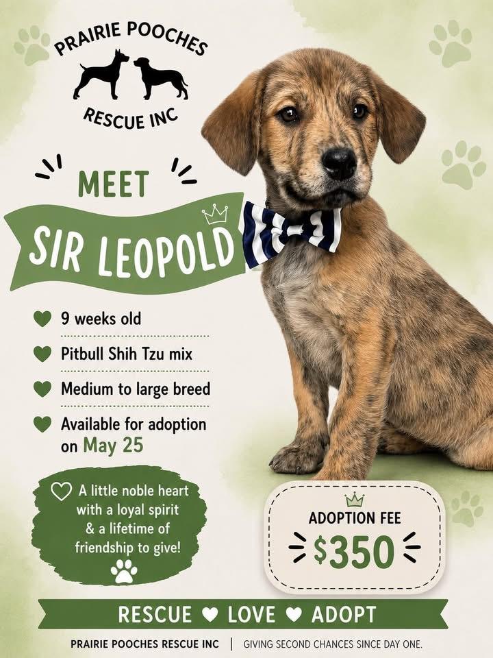 Sir Leopold, adopted, Puppy Male Mixed Breed.