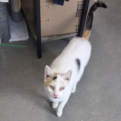 Enlarge Gardevoir, a Adoptable mixed breed in Voorhees, NJ image 1/3