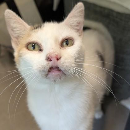 Enlarge Gardevoir, a Adoptable mixed breed in Voorhees, NJ image 2/3