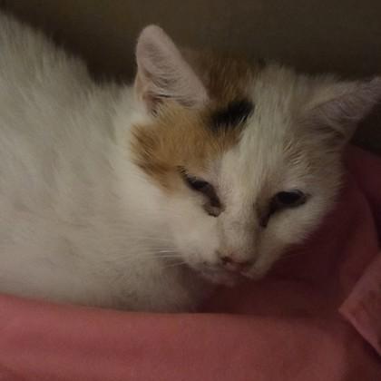 Enlarge Gardevoir, a Adoptable mixed breed in Voorhees, NJ image 1/1