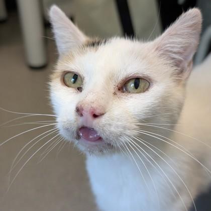 Enlarge Gardevoir, a Adoptable mixed breed in Voorhees, NJ image 3/3