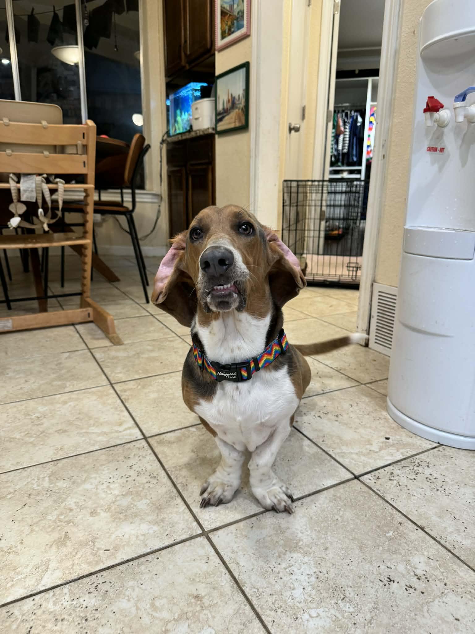 Copper G, Adopted, Young Male Basset Hound.