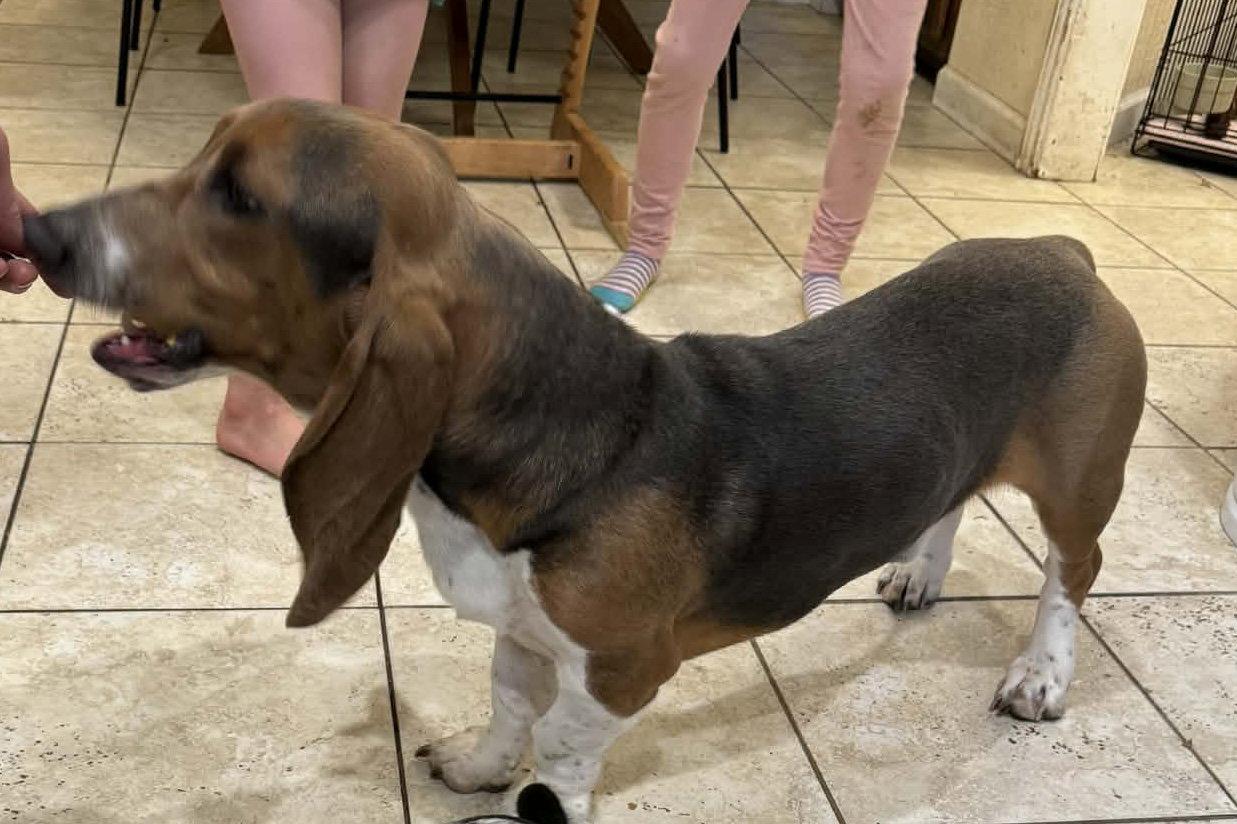 Enlarge Copper G, a Adopted Basset Hound in Carrollton, TX image 2/2