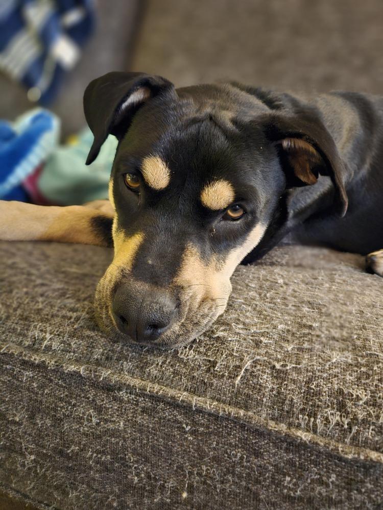 Alivia, Adoptable, Young Female Mixed Breed.