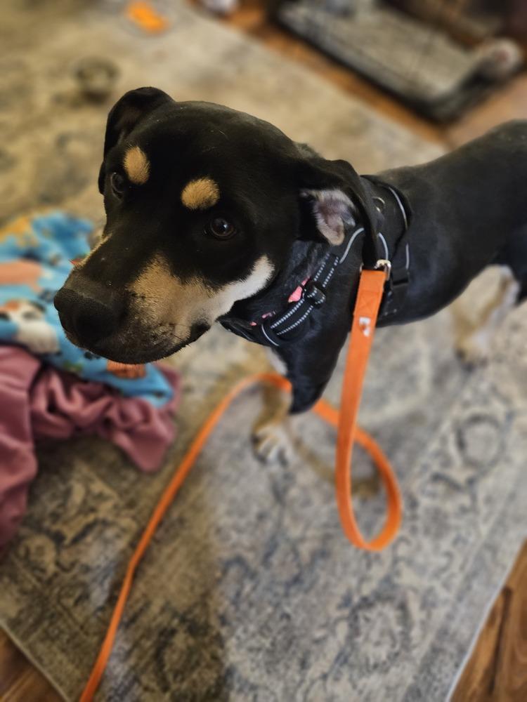 Enlarge Alivia, a Adoptable mixed breed in Waunakee, WI image 3/6