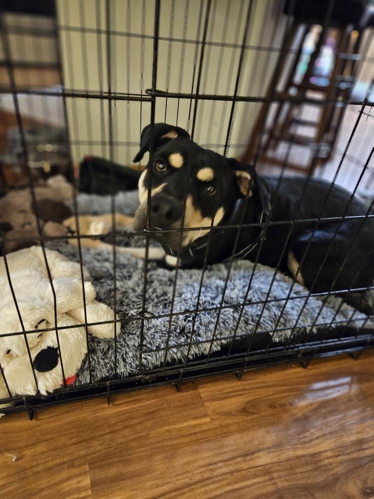 Enlarge Alivia, a Adoptable mixed breed in Waunakee, WI image 4/6