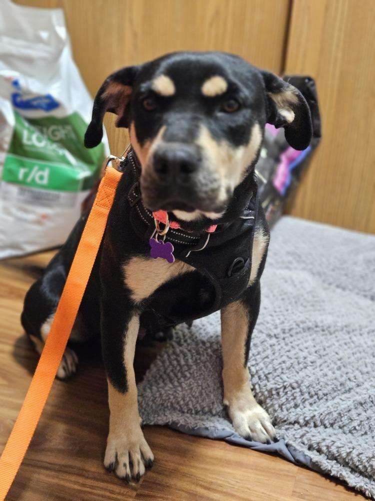 Enlarge Alivia, a Adoptable mixed breed in Waunakee, WI image 5/6