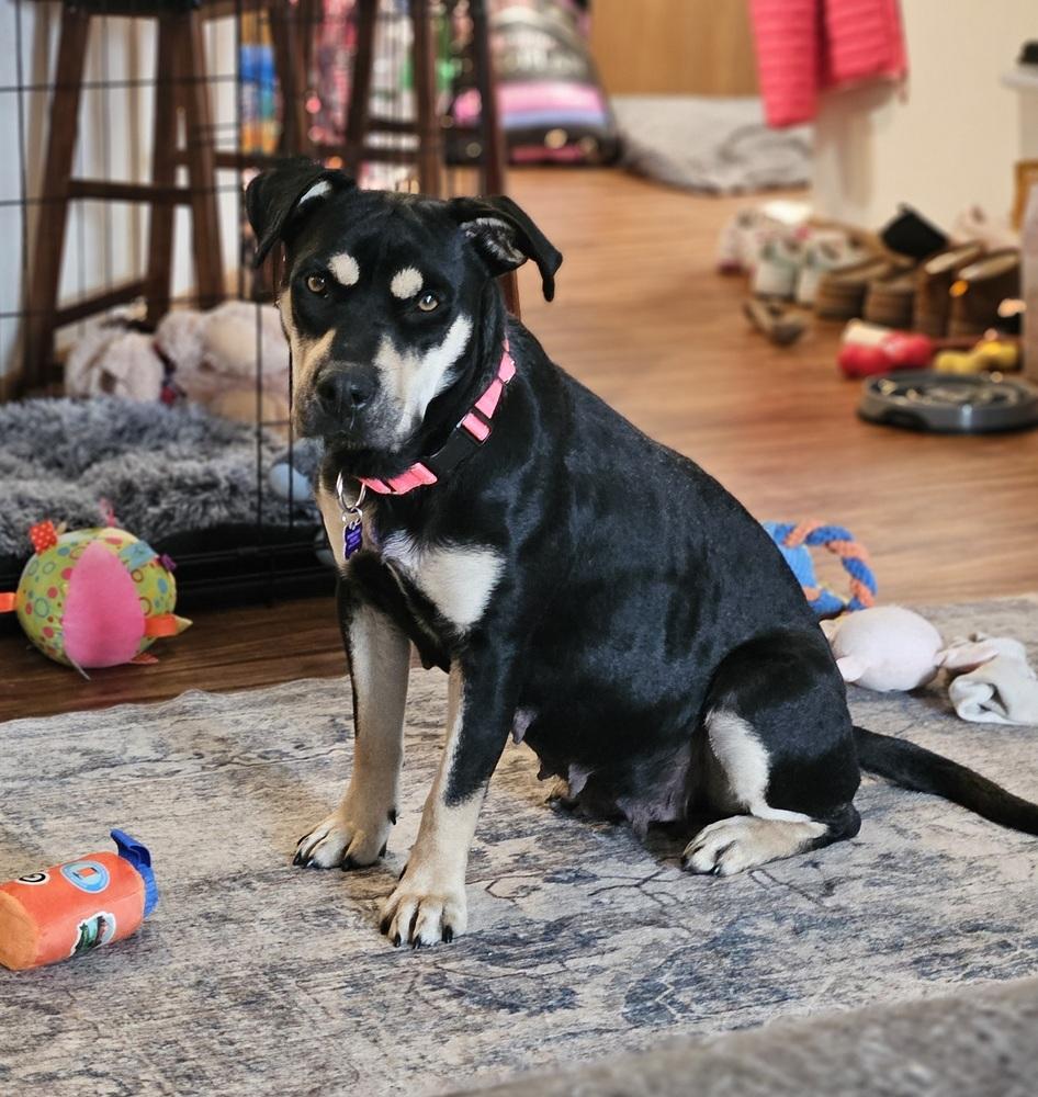 Enlarge Alivia, a Adoptable mixed breed in Waunakee, WI image 6/6