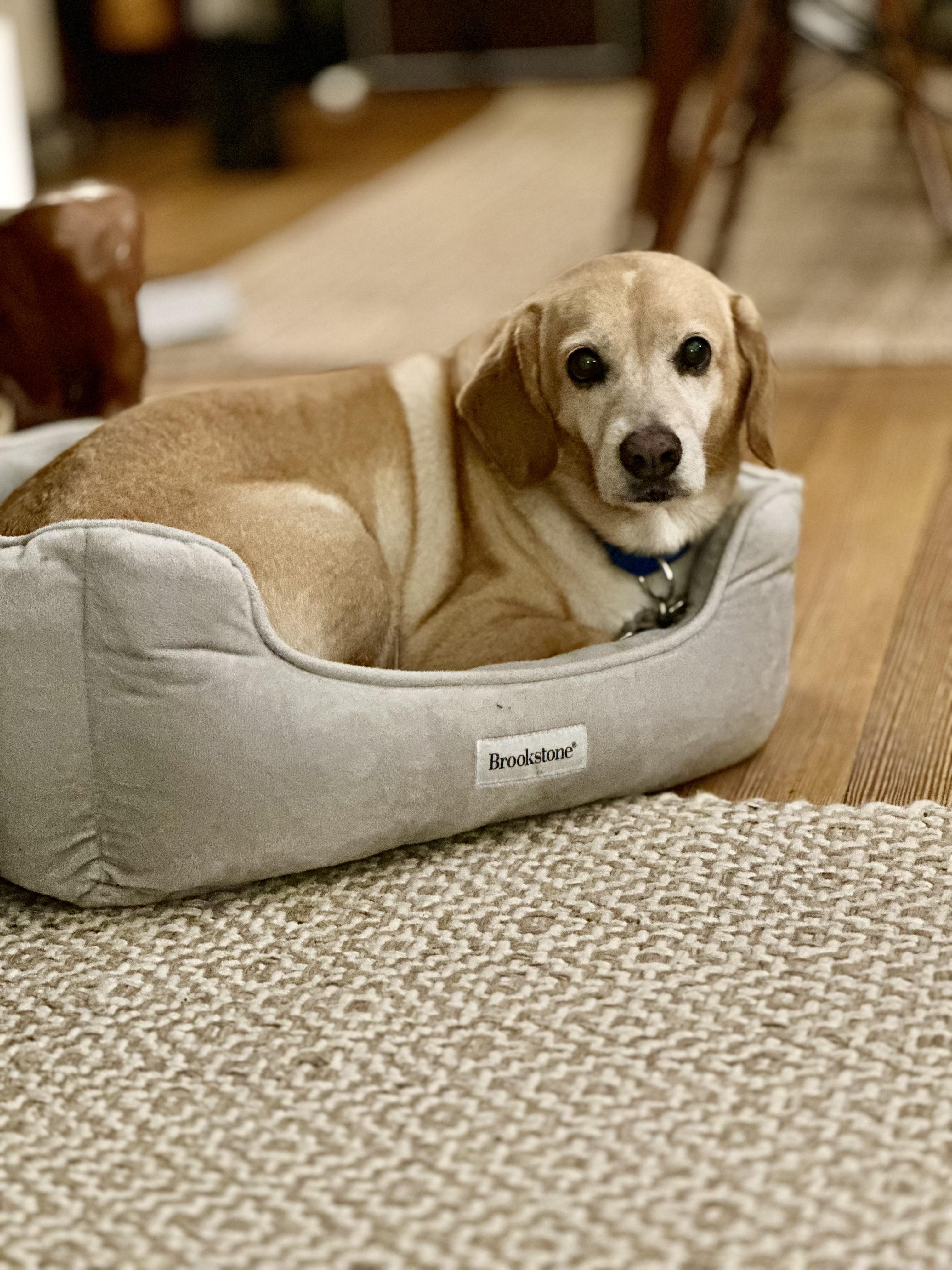 Sandy, adopted, Adult Female Beagle.