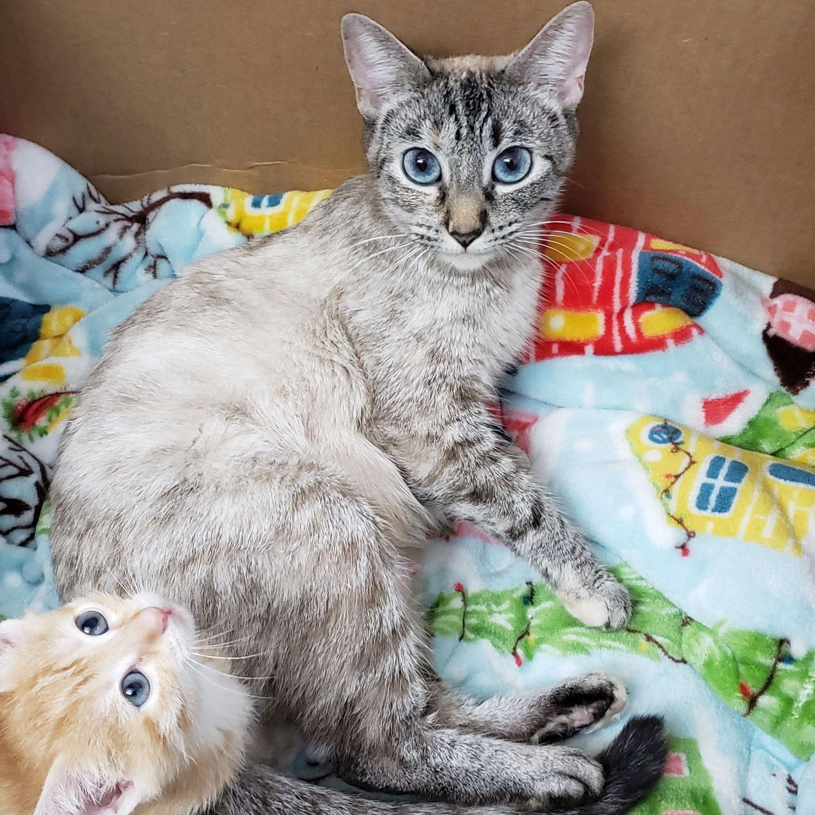Padme (Napa Petco), a Adoptable mixed breed in Vallejo, CA image 1/3