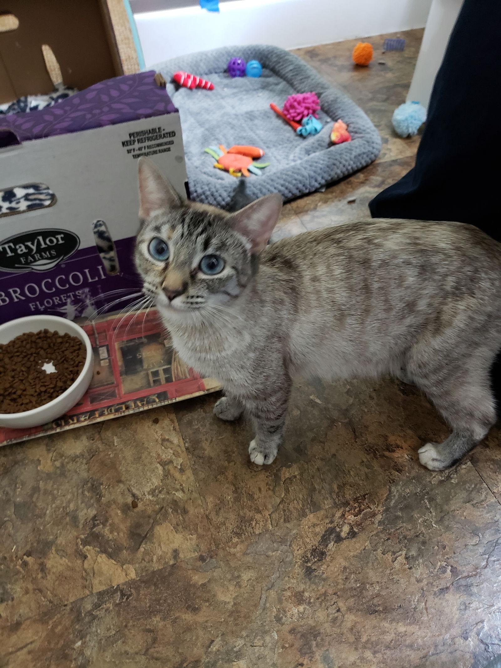 Padme (Napa Petco), a Adoptable mixed breed in Vallejo, CA image 2/3