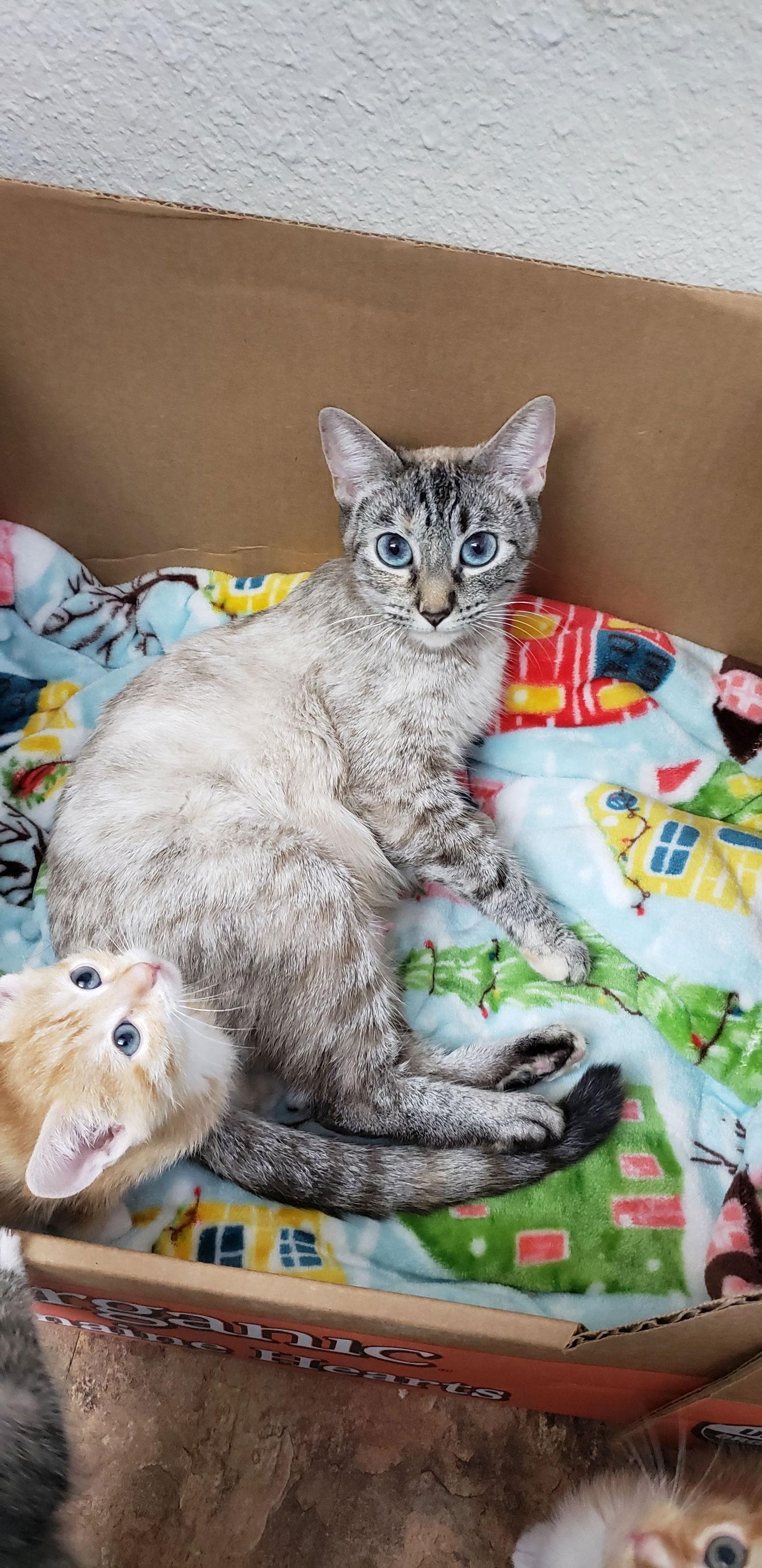 Padme (Napa Petco), a Adoptable mixed breed in Vallejo, CA image 3/3