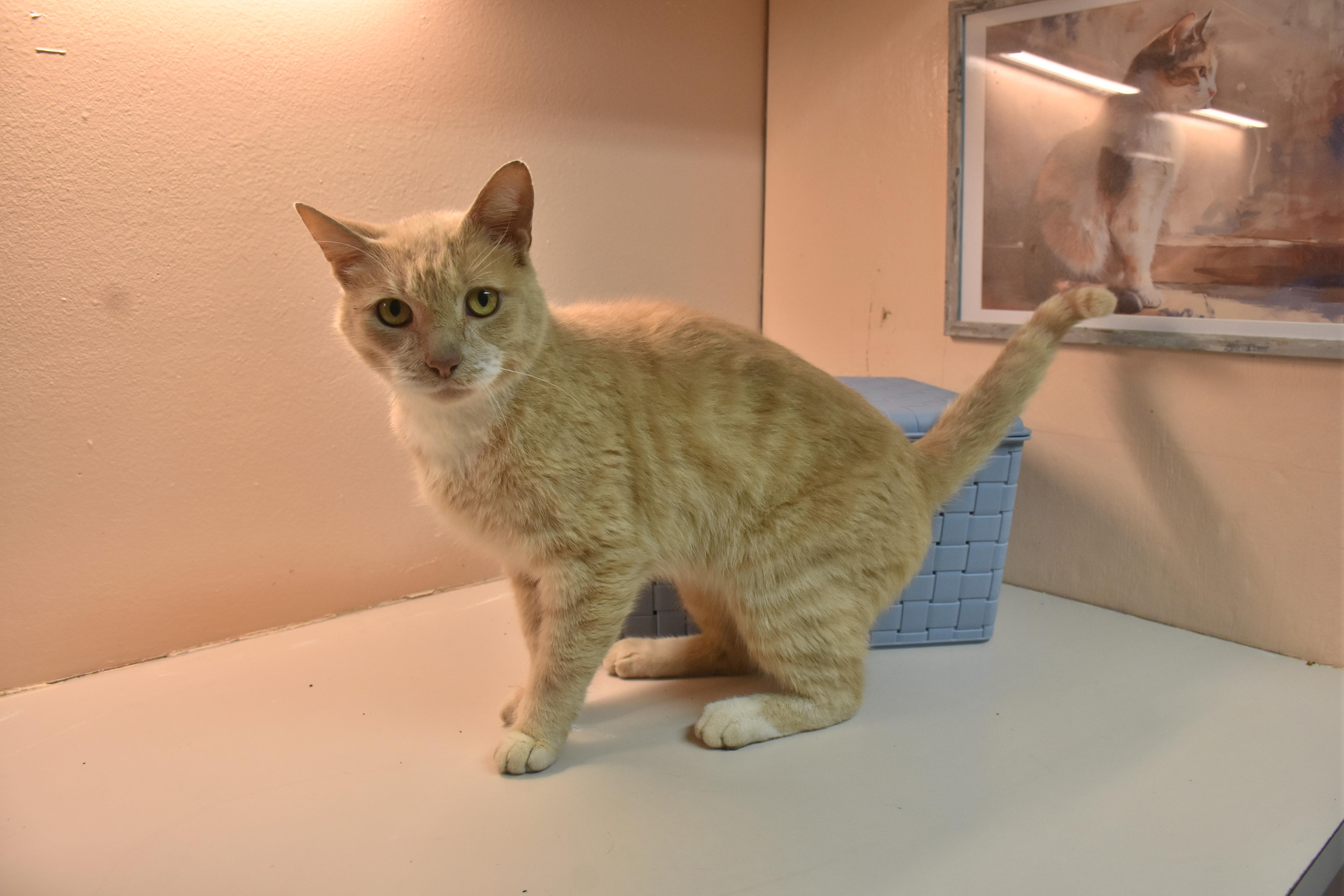 Enlarge Otto, a Adoptable Domestic Short Hair in North Judson, IN image 1/1