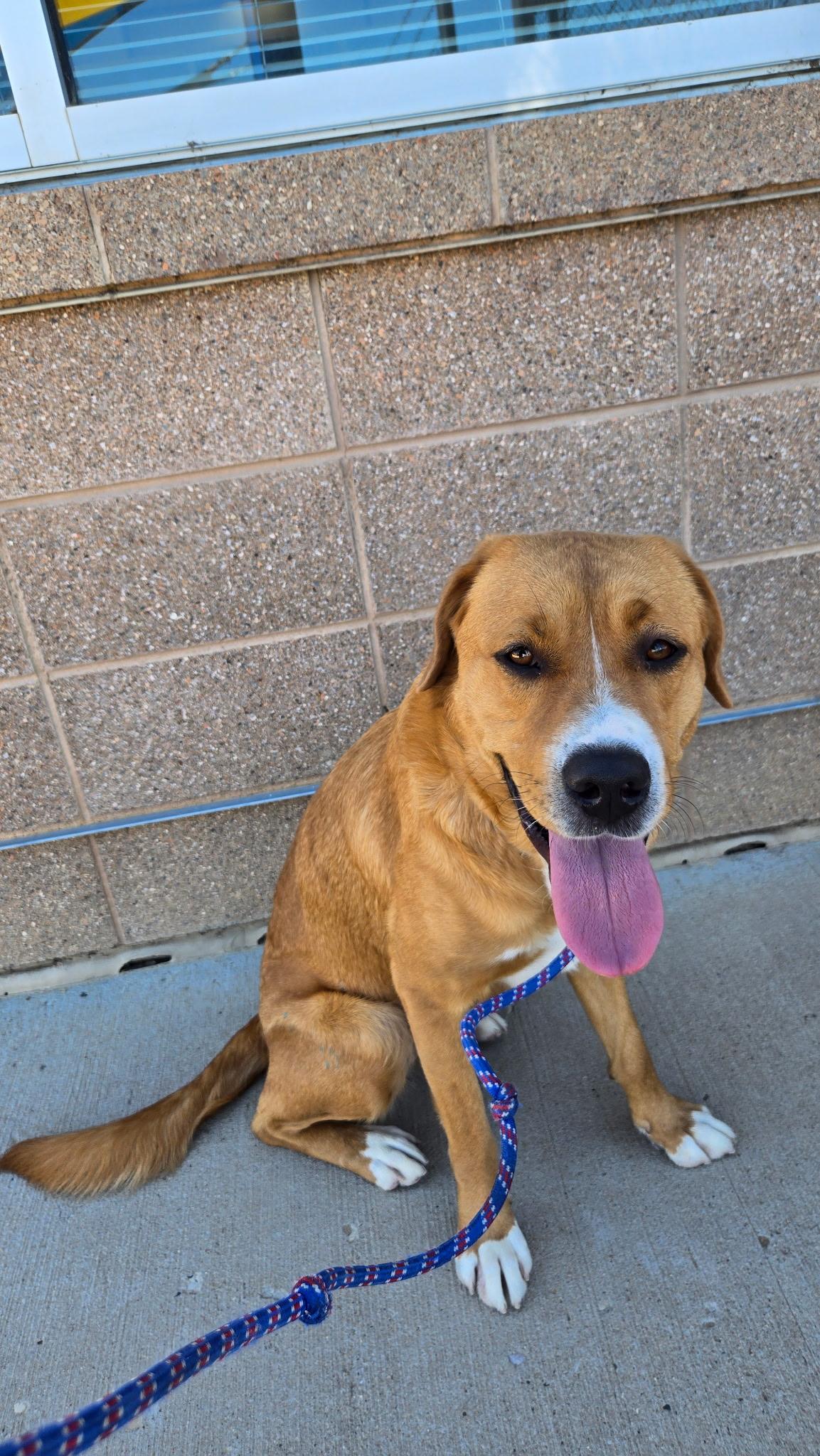 Blondie, Adoptable, Adult Female Yellow Labrador Retriever & Mixed Breed.