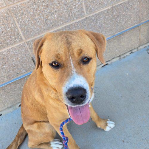 Enlarge Blondie, a Adoptable mixed breed in Grand Junction, CO image 2/3