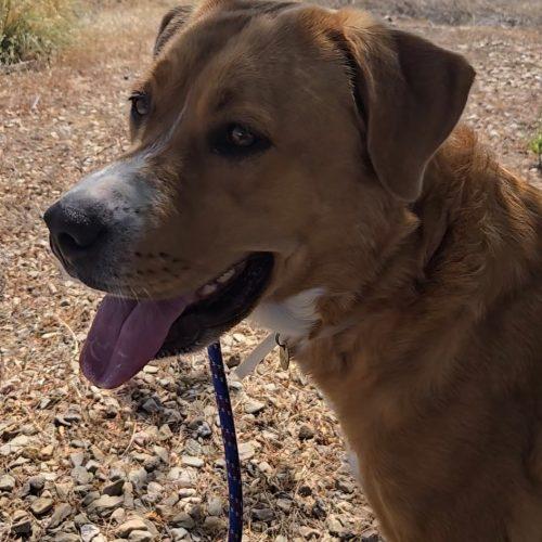 Enlarge Blondie, a Adoptable mixed breed in Grand Junction, CO image 3/3