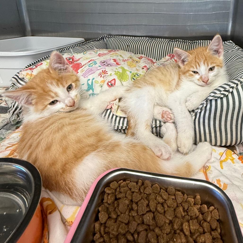 Enlarge Pumpkin Patch, a Adoptable Domestic Short Hair in Archbold , OH image 1/2
