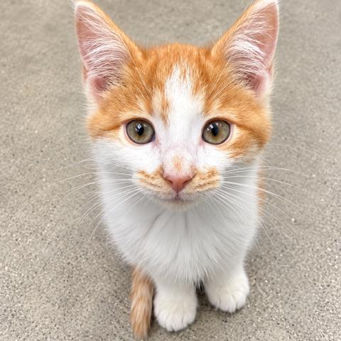 Enlarge Pumpkin Patch, a Adoptable Domestic Short Hair in Archbold , OH image 2/2
