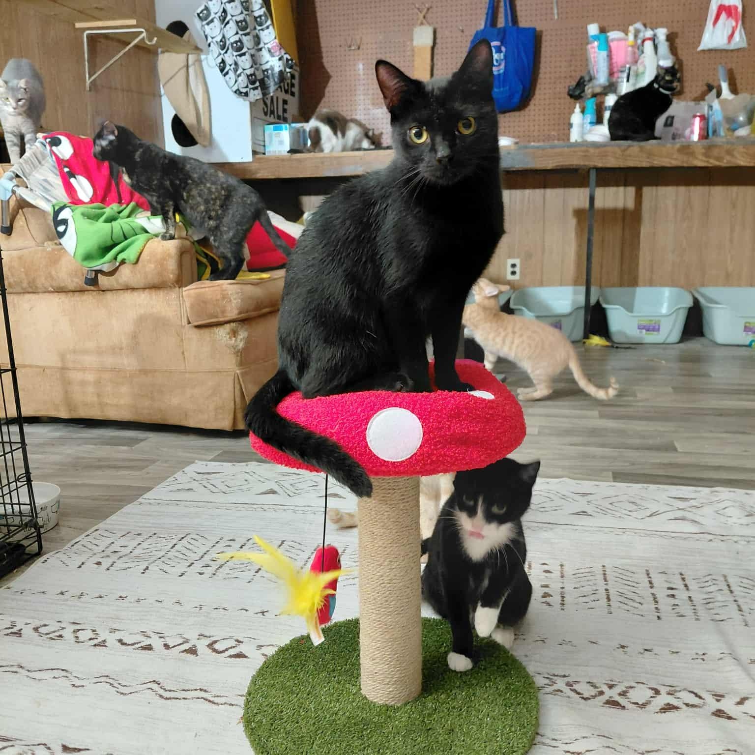 Enlarge Calvin, a Adoptable Domestic Short Hair in Marlborough, MA image 4/6
