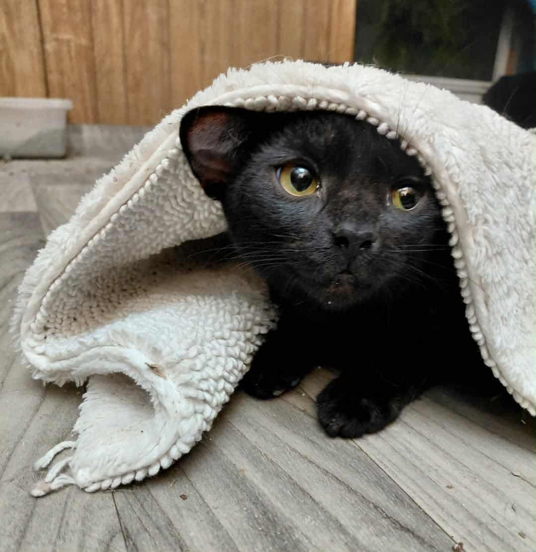 Enlarge Calvin, a Adoptable Domestic Short Hair in Marlborough, MA image 1/6