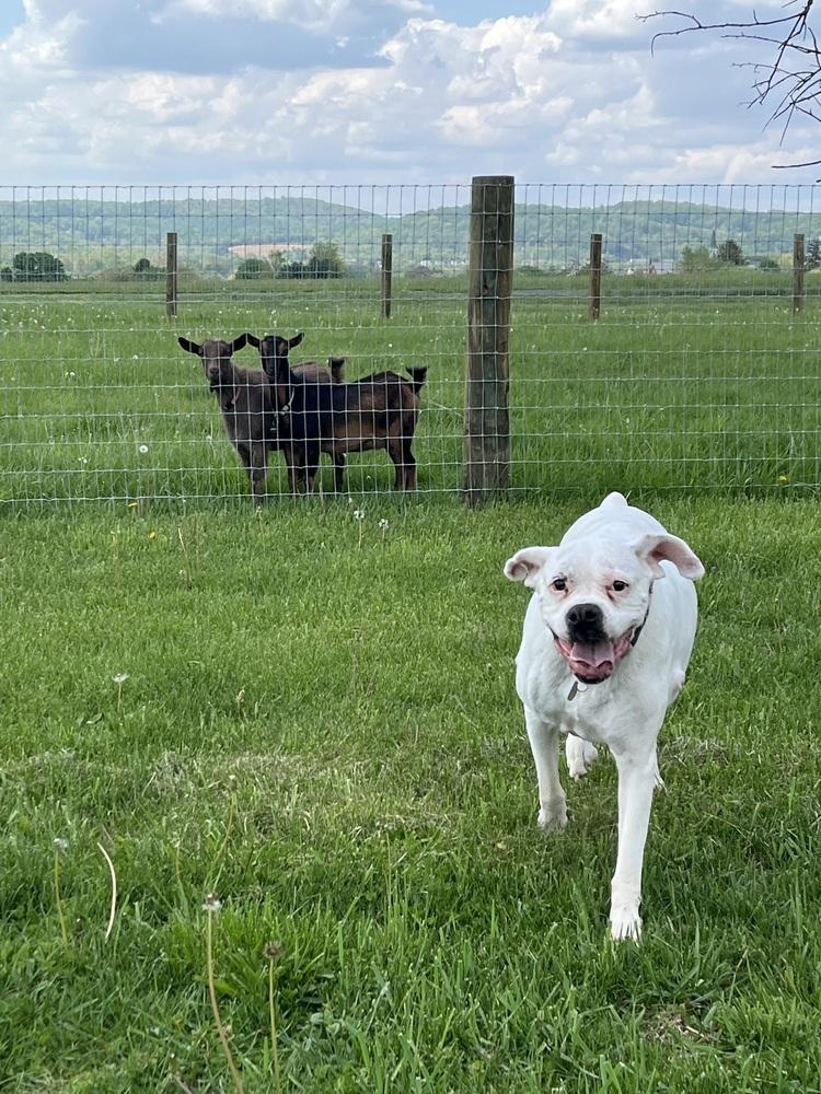 Sadie, Adoptable, Senior Female Boxer.