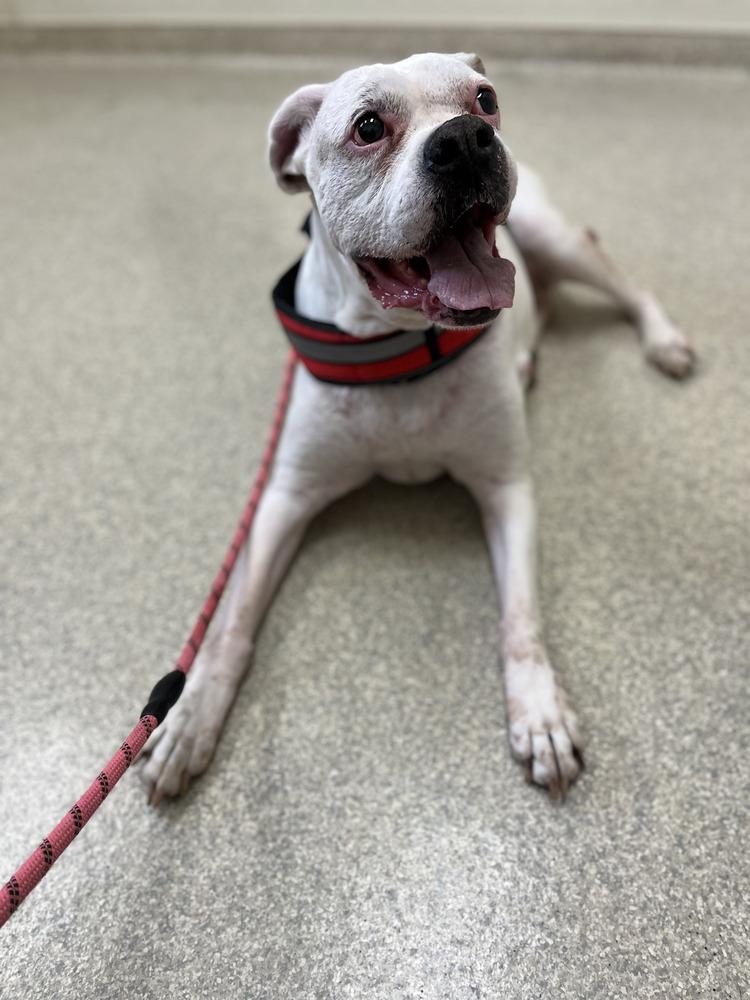 Enlarge Sadie, a Adoptable Boxer in Pottstown, PA image 2/6