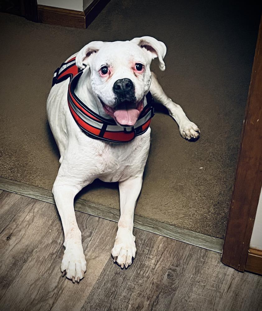 Enlarge Sadie, a Adoptable Boxer in Pottstown, PA image 3/6