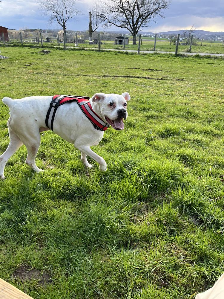 Enlarge Sadie, a Adoptable Boxer in Pottstown, PA image 4/6