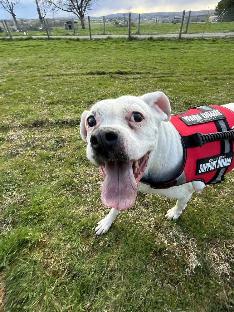 Enlarge Sadie, a Adoptable Boxer in Pottstown, PA image 5/6