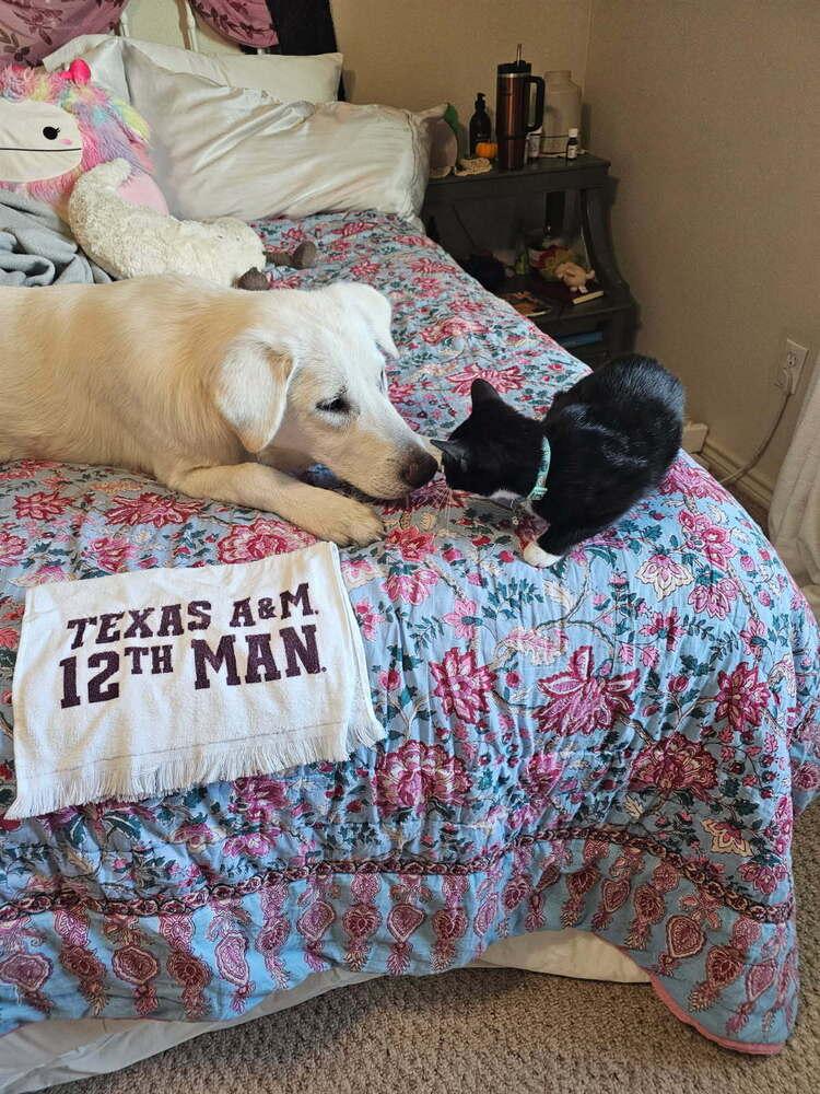 25-092 Harper, Adoptable, Young Female Great Pyrenees & Labrador Retriever.