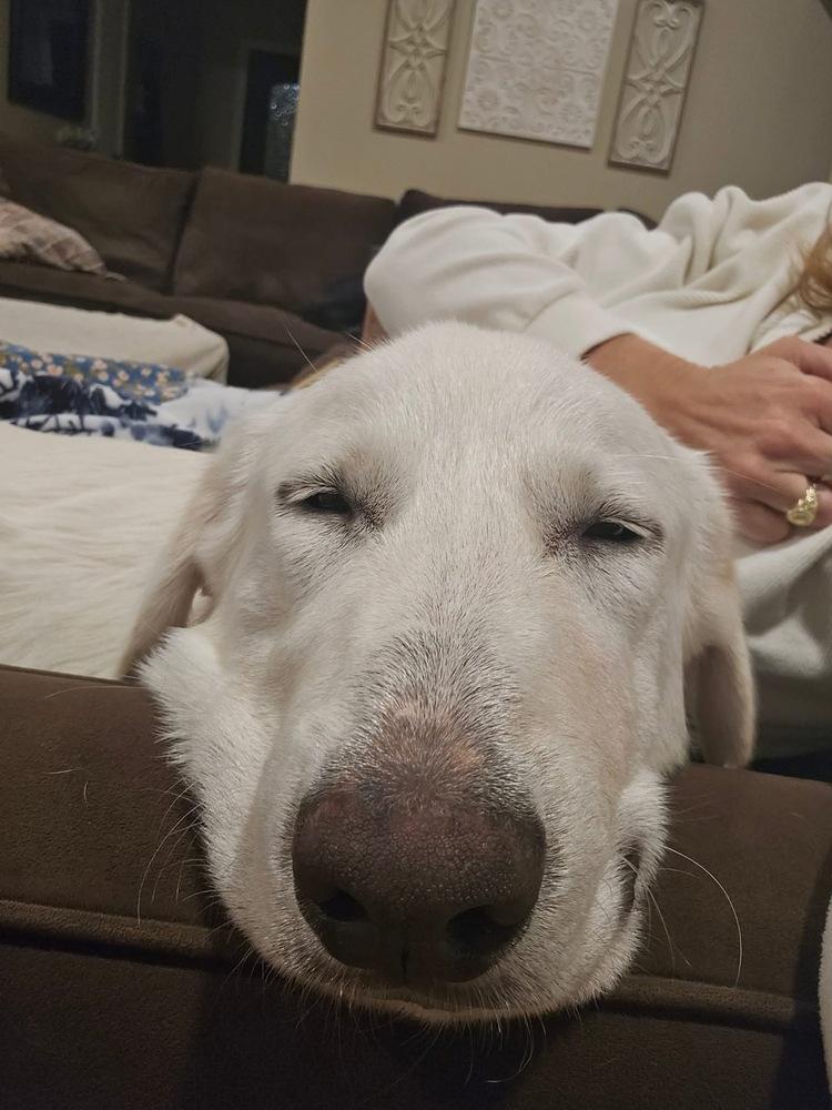 Enlarge 25-092 Harper, a Adoptable mixed breed in Richardson, TX image 2/6