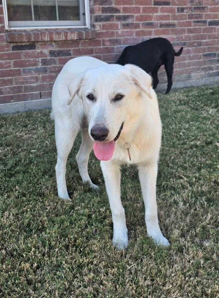 Enlarge 25-092 Harper, a Adoptable mixed breed in Richardson, TX image 3/6