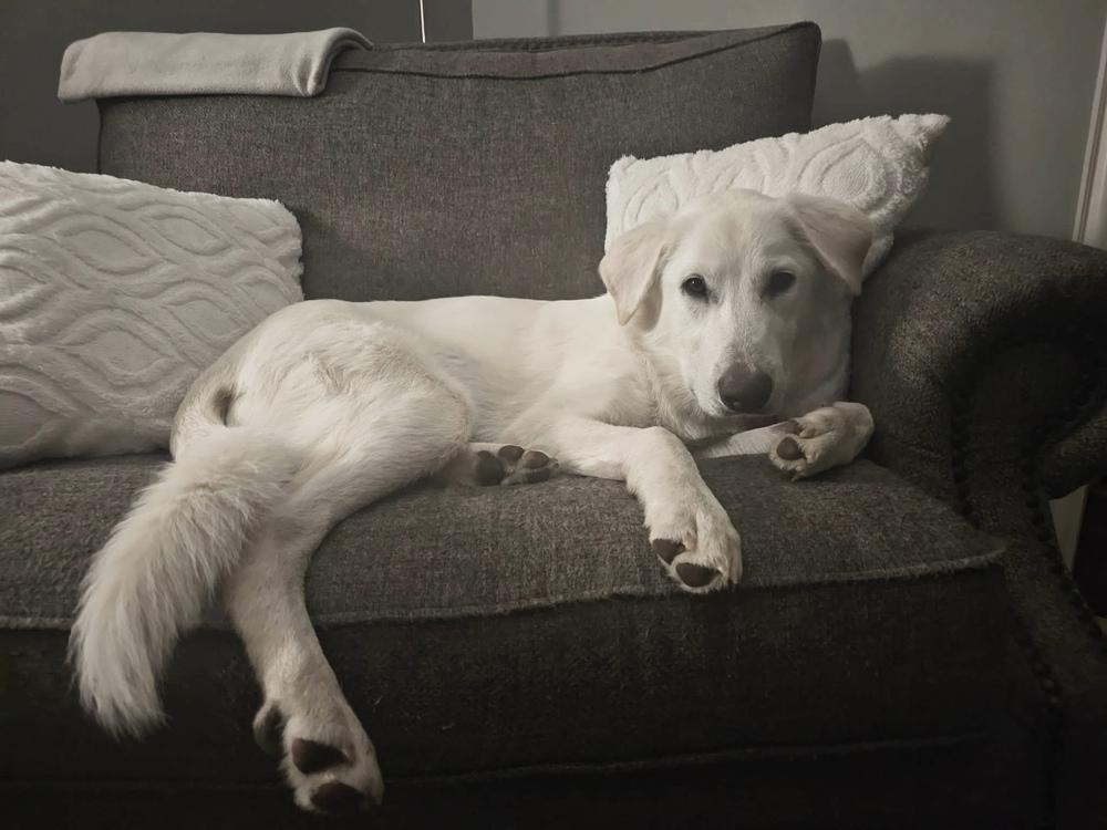 Enlarge 25-092 Harper, a Adoptable mixed breed in Richardson, TX image 4/6