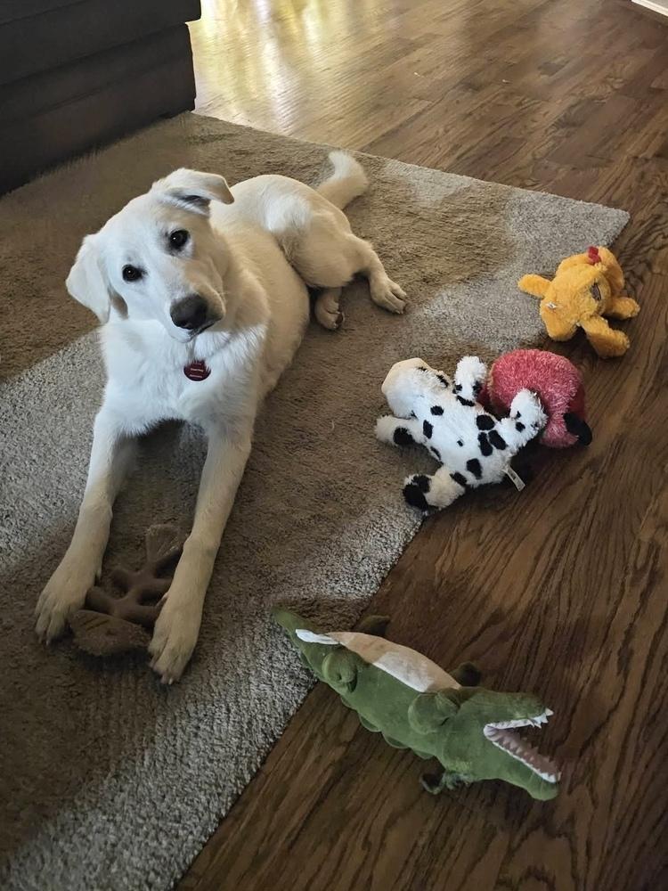 Enlarge 25-092 Harper, a Adoptable mixed breed in Richardson, TX image 5/6