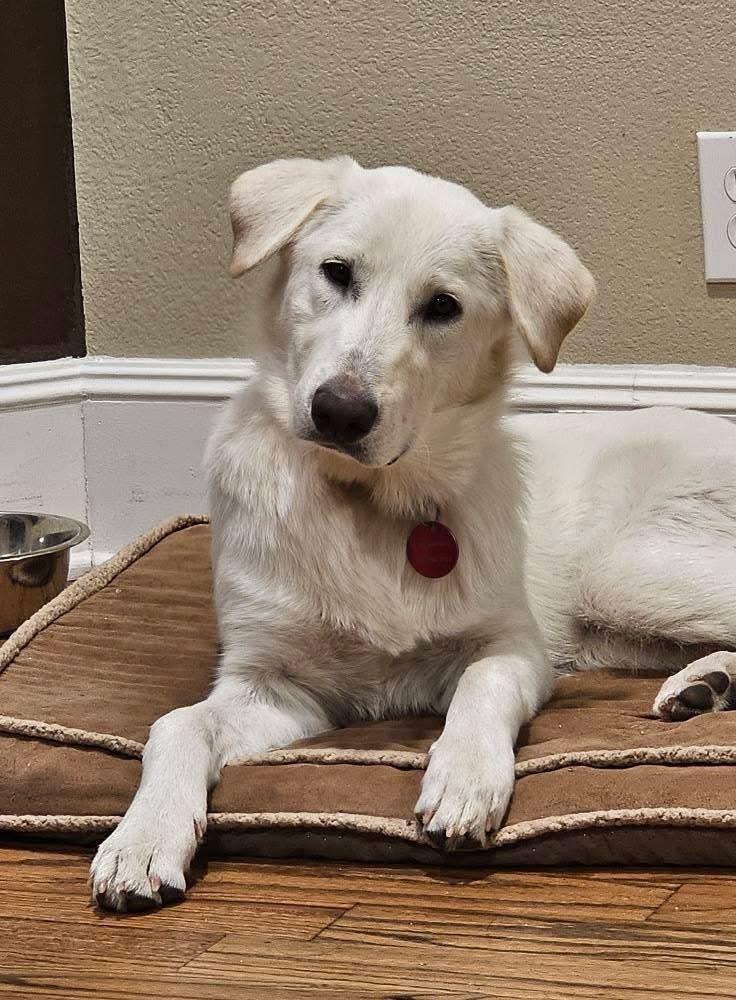 Enlarge 25-092 Harper, a Adoptable mixed breed in Richardson, TX image 6/6