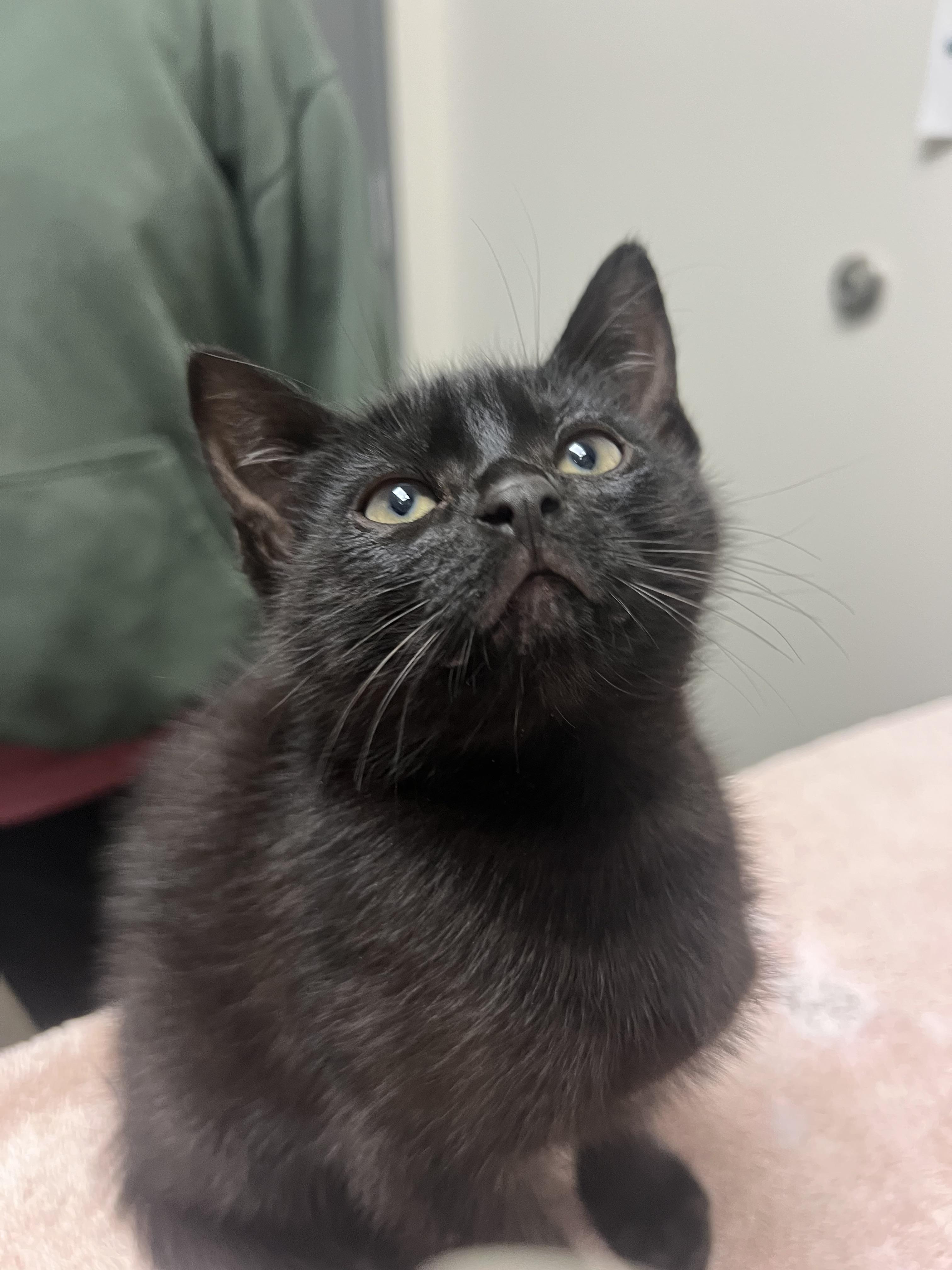 Bandit, Adopted, Young Male Domestic Short Hair.